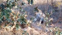 Lion vs Buffalo, Wildbeeest, Eagle ►The moment of hunting animals can be defeated by other wildlife