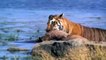 Lion vs Python ►Python's Tremendous Power! Big Cat Don't Escape From Python Swallowing