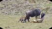 Mistake of Lions When Fighting Wildebeest ► Lion vs Wildebeest Vs Hyena ► Wild Animal Attacks