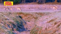 Most amazing! Lion vs Buffalo Real Fight - Buffalo attack male lion to escape - Wildlife