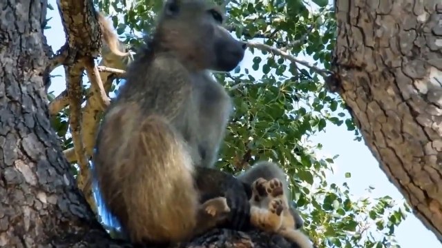 Most Incredible Lions vs Hyena Battles and Attacks► Buffalo Vs Lion, Zebra, Monkey,...