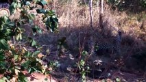 Python Swallowing Leopard Cubs While Mother Leopard Hunting Baby Gorilla, Power of Mother Animals