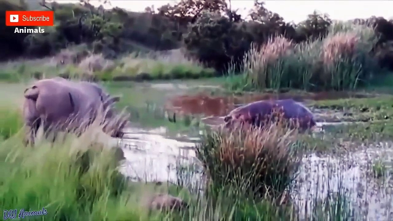 Synthesize Wild Battles Of Animals Lion Vs Crocodile, Rhinoceros, Elephant, Buffalo, Antelope, ...