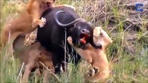 Wild Buffalo Defeat Fierce Lions ►Buffalo Vs Lion Wild survival battle who is the strongest