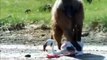 Wild Dogs Vs Impala ►Hyena & Wild dogs attacks Deer Baboon, 2 Buffalo vs 10 Lion, tiger
