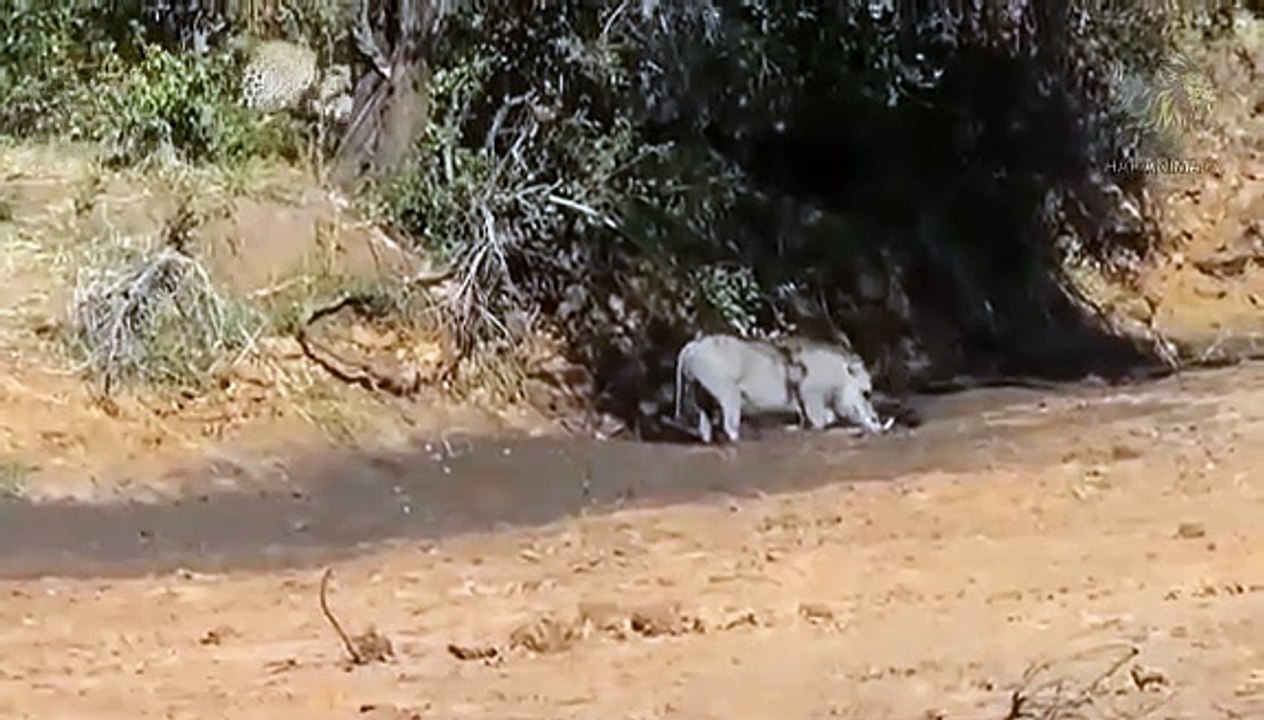 Wild Pig Attacks Lion Tiger Jaguar Dogs hunting Compilation Videos 2022