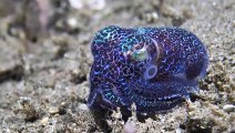 Beautiful Bobtail Squid Covers itself in Sand