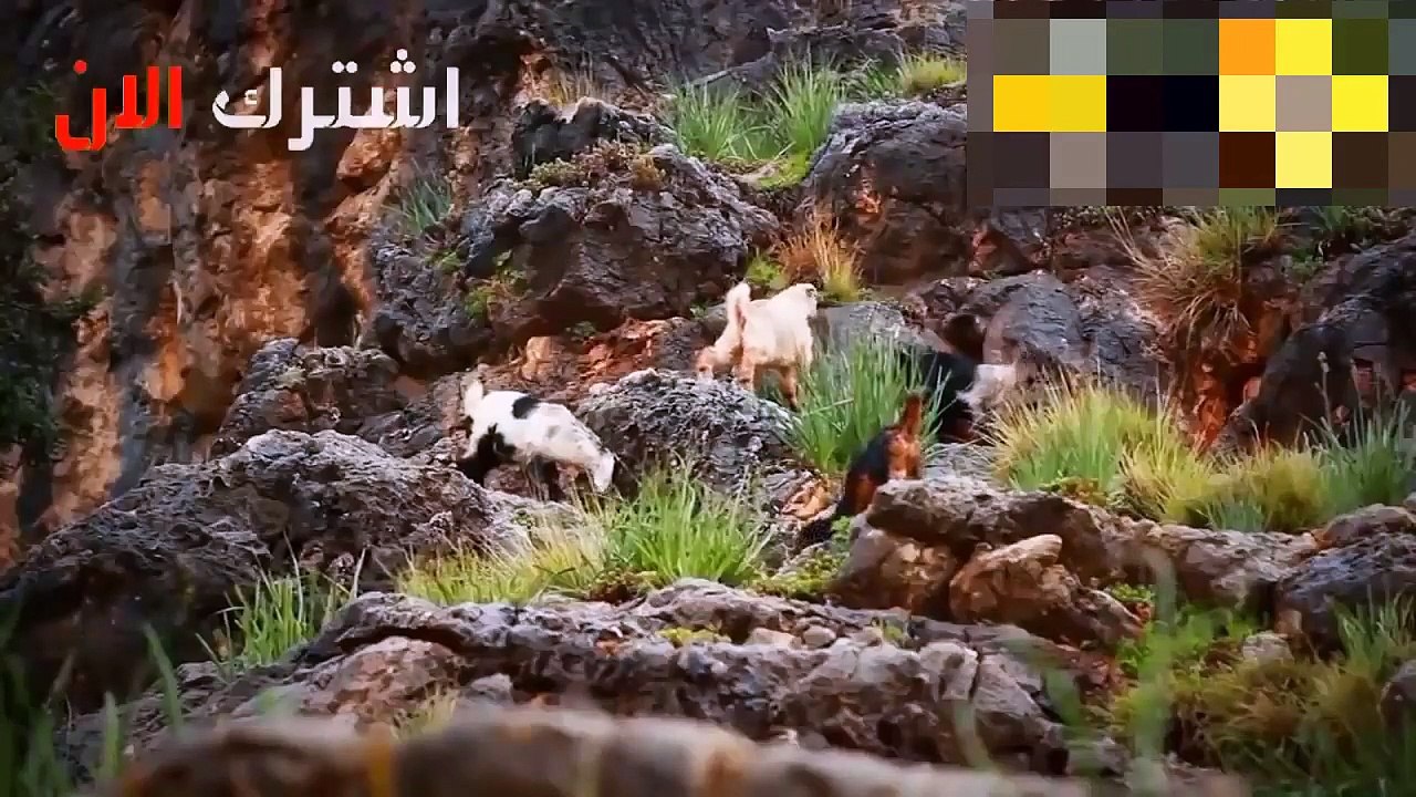 عندما يذهب النسر إلى البرية ويهاجم الخنزير البر...