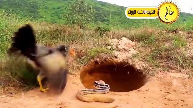 مدهش..طيور شجاعة تخلت عن الخوف وواجهة أقوي الافاعي بشكل لا يصدق-عالم الحيوان