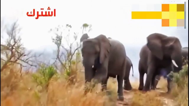 مدهش..عندما تتوحش النسور وتهاجم اشبال الاسود البرية!مشهد لا يصدق-عالم الحيوان
