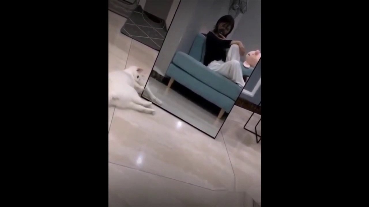 Funniest Animals  The2020 Funny Animal  funny animals'life videos