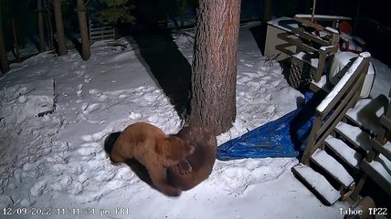 Bears Wrestling in the Snow