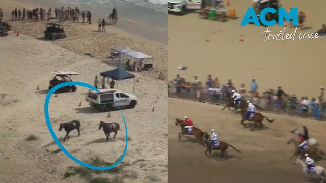 Horses escape Magic Millions, race through Gold Coast streets