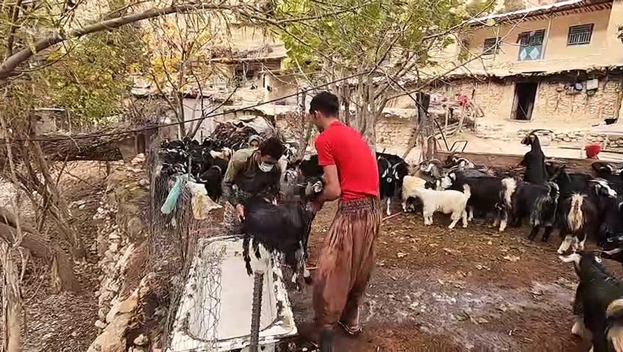 Taking Goats to the Pasture _Villagers in Iran