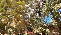 It's Raining Acorns  Nomadic Life of Iran