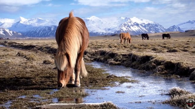 Spiritual Cleaning Music|Icelandic Horses| Soothing Music