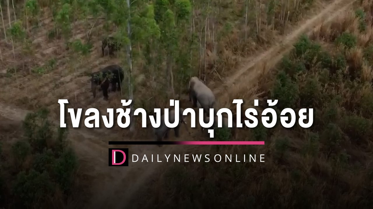 โขลงใหญ่! ชาวบ้านผวาช้างป่านับ100ตัว บุกไร่อ้อย...