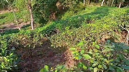 চা বাগানে একদিন ঘোরাঘুরি Techshahin24