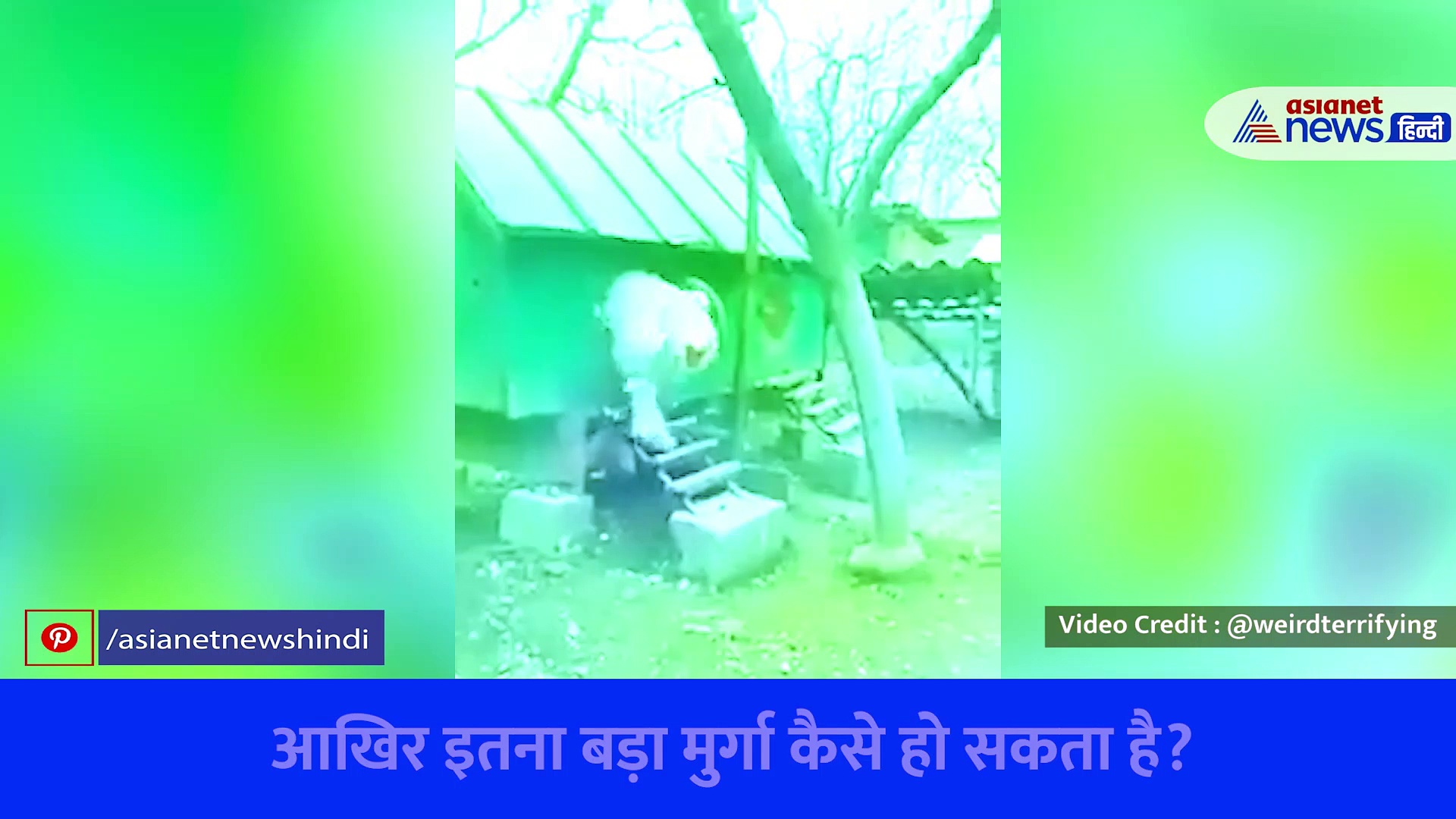 क्या आपने देखा है बकरे के बराबर का मुर्गा? दिमाग हिलाकर रख देगा ये वीडियो