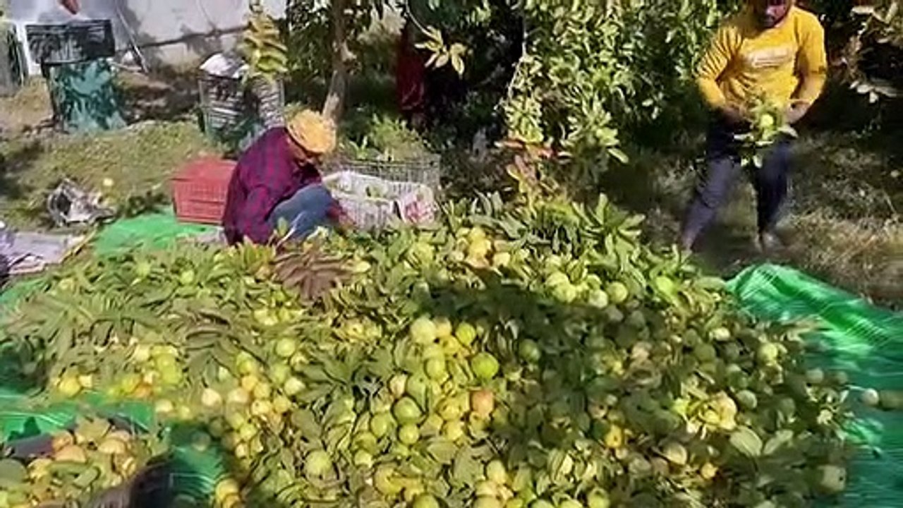 अमरूद प्रोसेसिंग यूनिट स्थापित करने के लिए ये बोले बीस सूत्री कार्यक्रम के उपाध्यक्ष