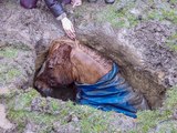 Firefighters pull trapped horse from sinkhole