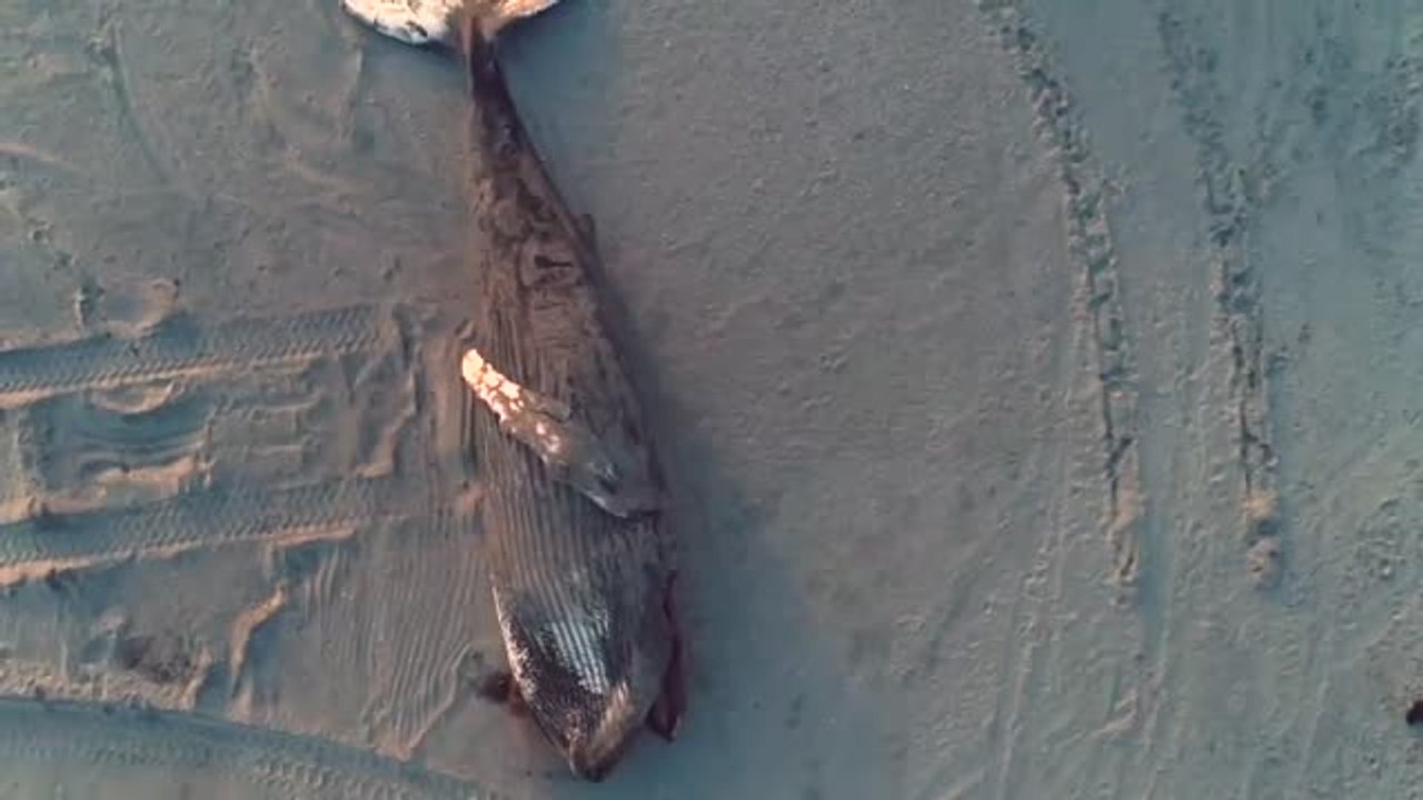 Encuentran en la playa de Atlantic City una enorme ballena jorobada varada