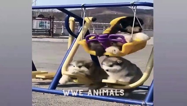 Animaux les plus drôles 2023 Chats et chiens les plus drôles _2 _ wwe animals
