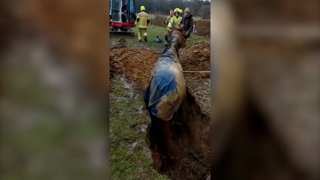 Horse pulled out of sinkhole by firefighters after becoming completely submerged underground