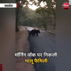 Скачать видео: मॉर्निंग वॉक पर निकली भालू फैमिली