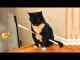 YOU LAUGH YOU LOSE Funny Moments Of Cats Videos Compilation | HaHa Animals