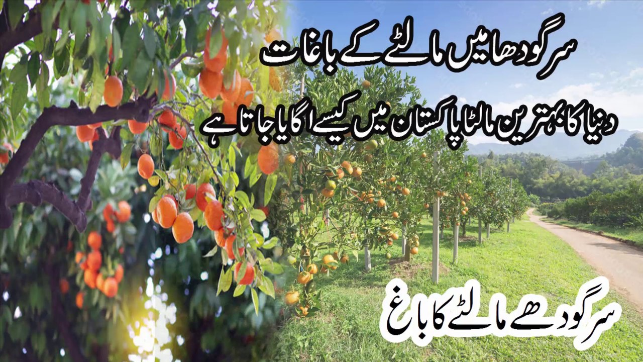 Orange Fruit Farming Village Rural Life of Punjab Pakistan Sargodha