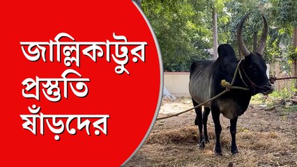 জাল্লিকাট্টু’র প্রস্তুতি, চলছে ষাঁড়েদের তালিম