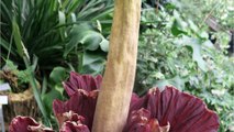 Attraktion in Australien: Stinkende Riesenblume sorgt für Aufregung