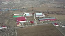 Devlet desteğiyle kurulan tesiste günlük 3 ton mantar üretiliyor