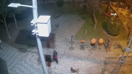 Hayvansever kadının, köpeklere silahla ateş eden şahsa müdahalesi kamerada