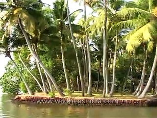 The best beaches of Kerala and Goa!