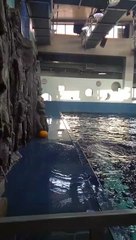 بالفيديو: حوت يستخدم حيلة ذكية لاستعادة لعبته