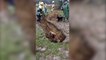 Incredible footage shows the moment when West Yorkshire firefighters pulled a horse out of a sinkhole (Video: WYFRS)