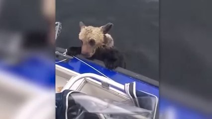 Animals That Asked People for Help & Kindness   Best Moments Of 2022 !