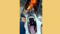 Funny Animal Videos Part 50||Cutest Dog Videos In The World||