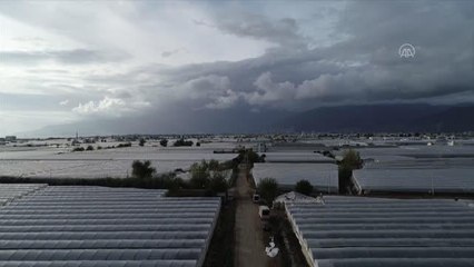Selden etkilenen Kumluca'da domates ihracatı hız kesmeden sürüyor