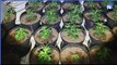 North west news update 10 Jan 2023: Police find cannabis factory containing 450 plants