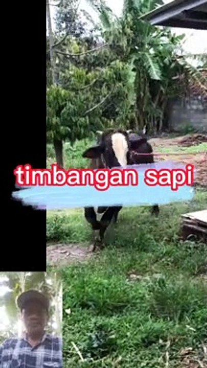 Timbangan sapi