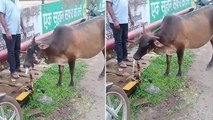 Thirsty cow turns on water tap after ‘teaching itself by watching humans’