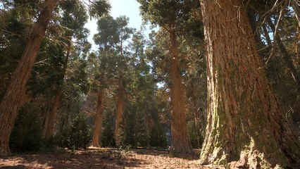 Unreal Engine 5.1 zum Selberspielen: So umwerfend sieht die Redwood-Forest-Demo aus