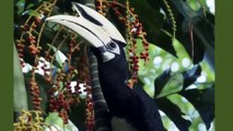 White-bellied Hornbill (Anthracoceros albirostris)