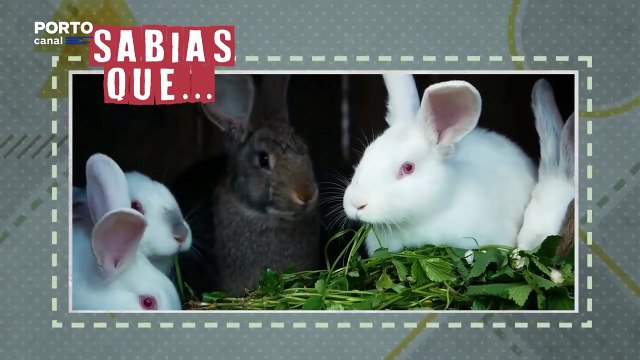 Veterinarios Todo-o-Terreno - rubrica - Sabias que? Os sentidos apurados dos coelhos