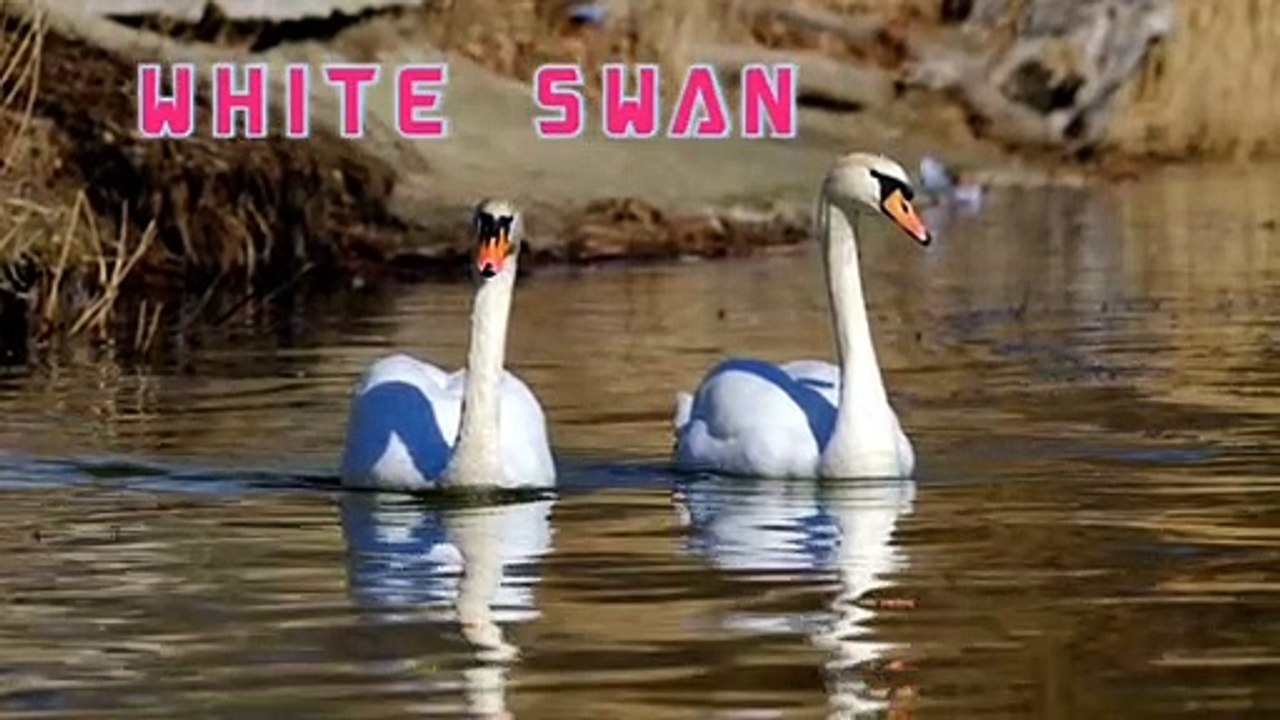WHITE SWAN