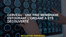 Cerveau: une fine membrane entourant l'organe a été découverte