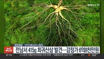 전남서 415g 희귀산삼 발견…감정가 6억8천만원